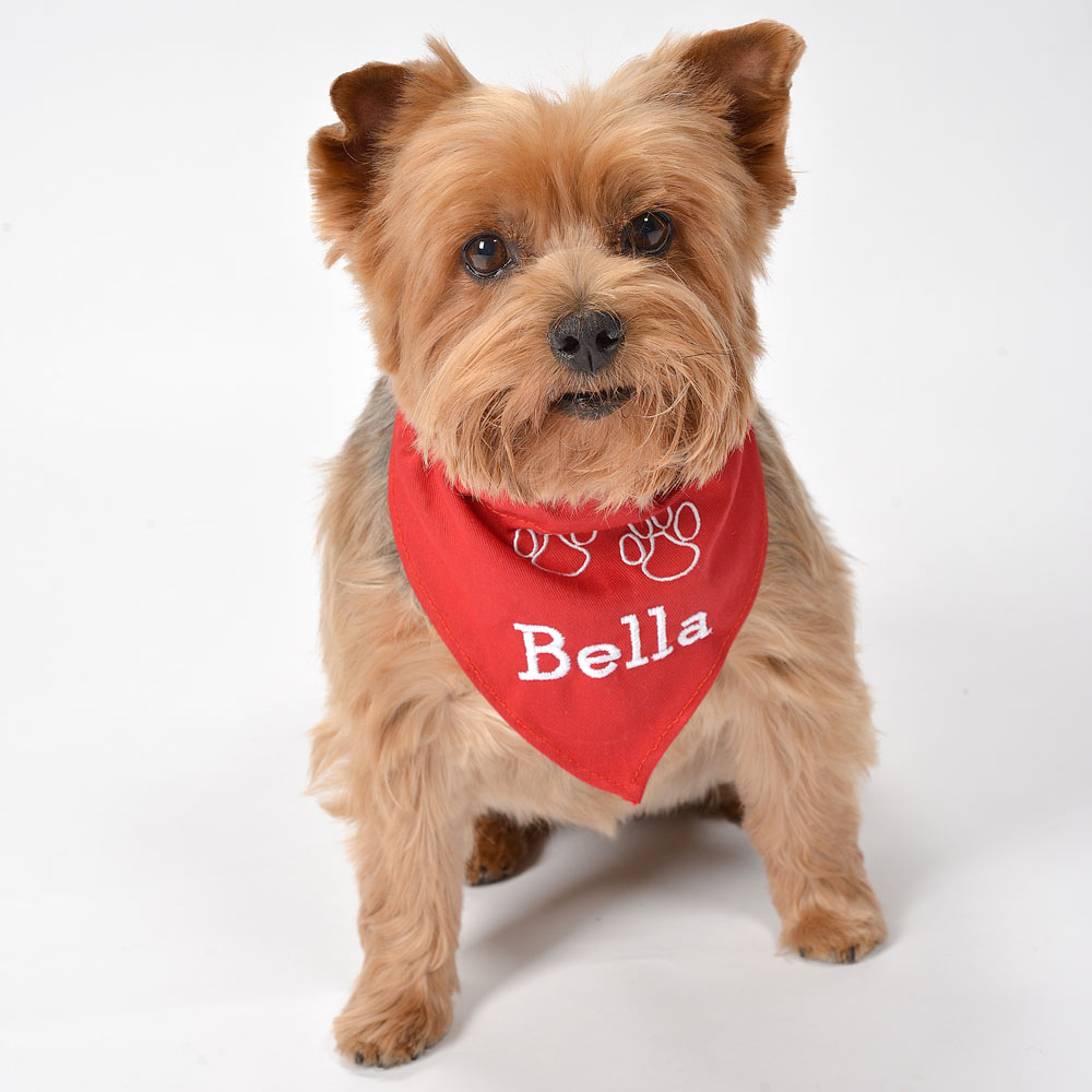 pet bandana